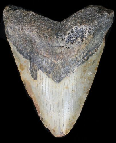 Bargain Megalodon Tooth - North Carolina #41162